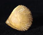 Torquirhynchia royeriana (ORBIGNY 1850) - Bild © FossNet FossilienStore